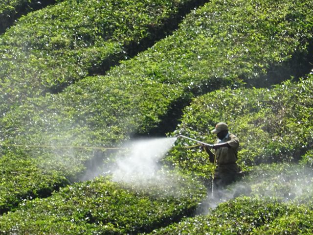 Munnar